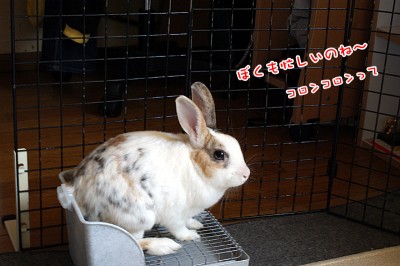 ぷりんお仕事中 ぷりんお仕事中