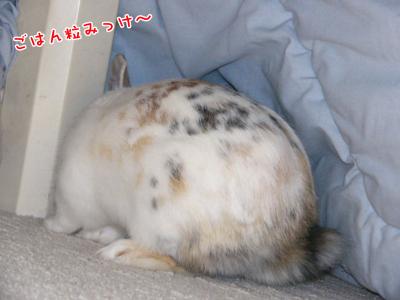 ぷりんこたつ中