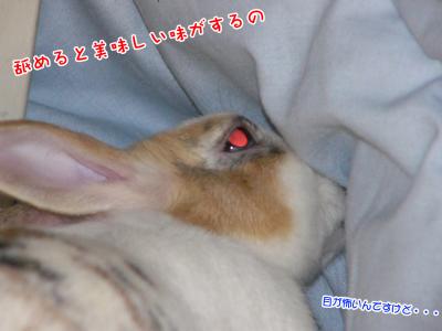 ぷりんこたつ中02