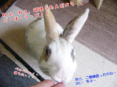 ぷりんおやつ催促