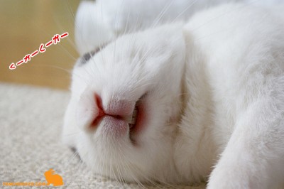 くーかーくーかー