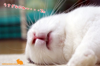 ・・・Zzz