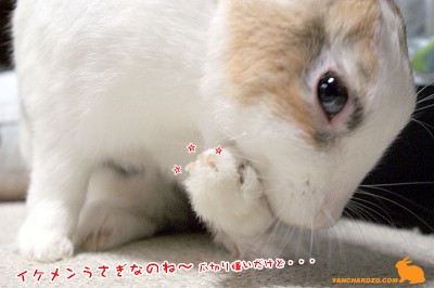 うさぎです