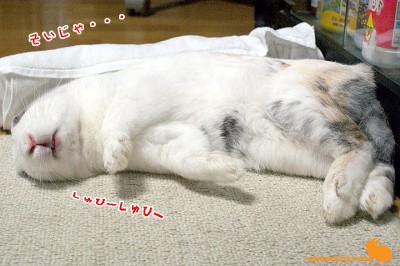 そいじゃ・・・しゅぴーしゅぴー