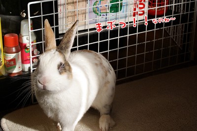 ぷりんまぶっ！！