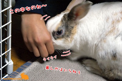 鼻しか入らない 鼻しか入らない