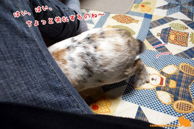 ちょっと失礼するのね
