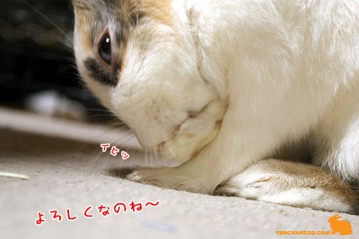 よろしくなのね~