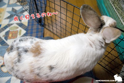 良く見える
