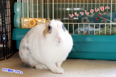 ぷりんいらっしゃいまへ ぷりんいらっしゃいまへ