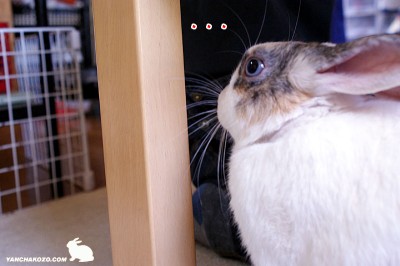 ぷりんの定位置