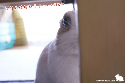 ぷりんは見た！