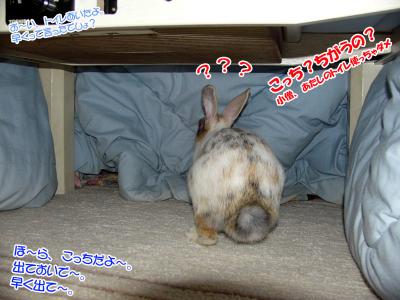 ぷりんこたつの中へ