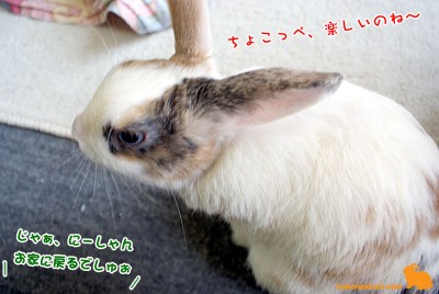 ぷりんちょこっぺに報告