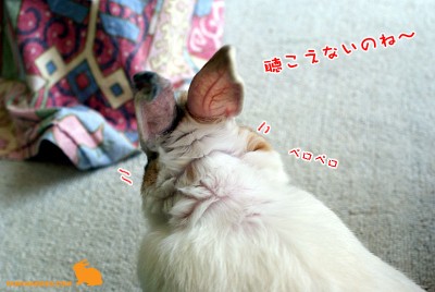 ぷりん聴こえないのね～