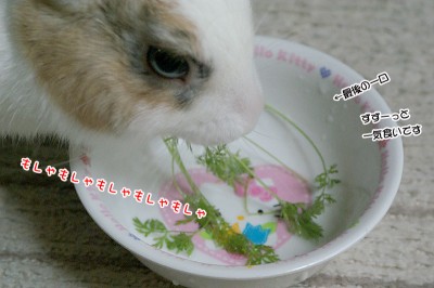 ぷりんニンジン葉ずずーっと