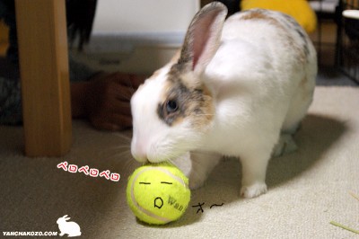 ボール舐め ボール舐め