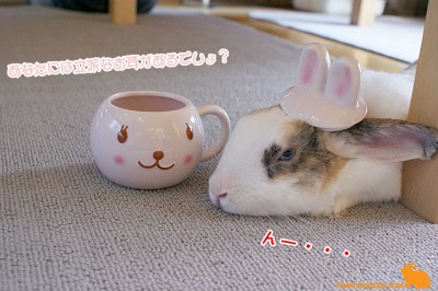 ぼくのは立派なお耳