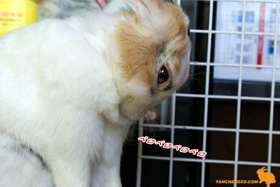 胸毛？ペロペロ