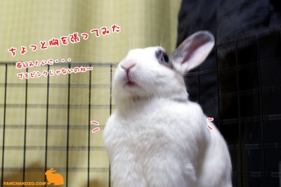 ぷりん春日になる