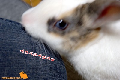 ぷりんデニムペロペロ