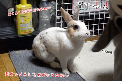 ぷりん犬と遭遇？