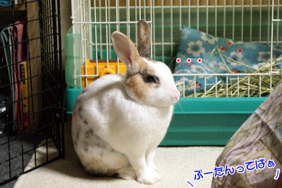 ぷりん考え事？