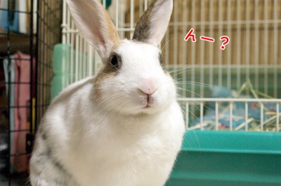 ぷりん気が付きました？