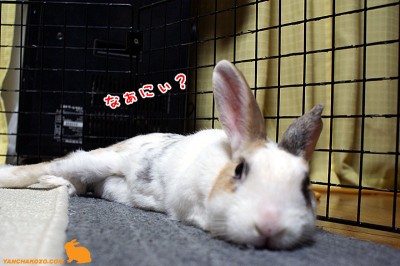 ぷりんなぁにぃ？