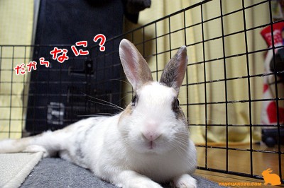 ぷりん、だからなに？