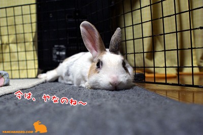 ぷりんやなのね～