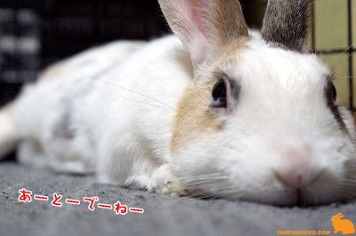 ぷりんあとでね