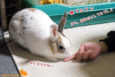 ぷりんナデコ要請