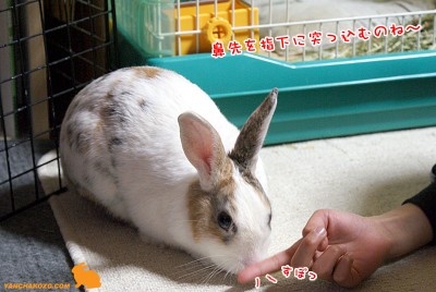 ぷりん撫でてもらうには・・・