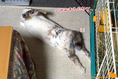 ぷりん疲れを癒すごろんちょ