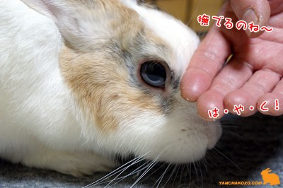 ぷりん撫でなされ！