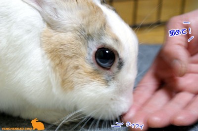 ぷりん舐めて！
