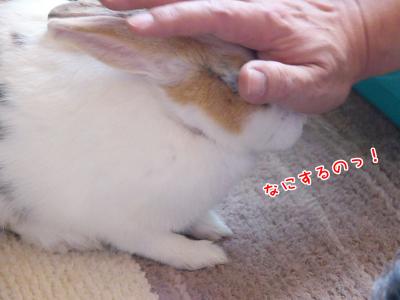 ぷりんなにする！