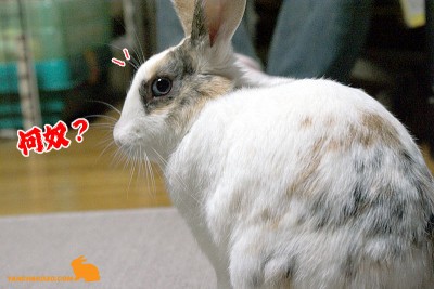 何奴？