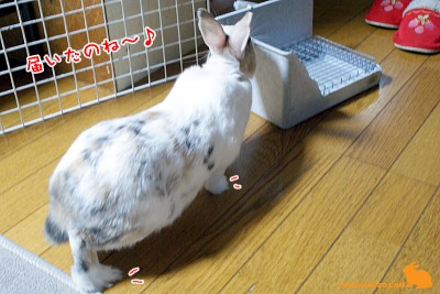 届いたのね～