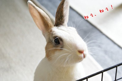ぷりんねぇねぇ ぷりんねぇねぇ