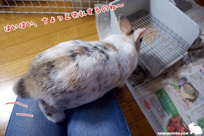 膝の上から