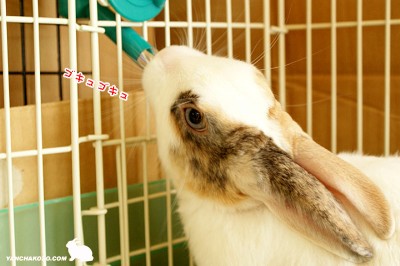 お水を飲むのね～