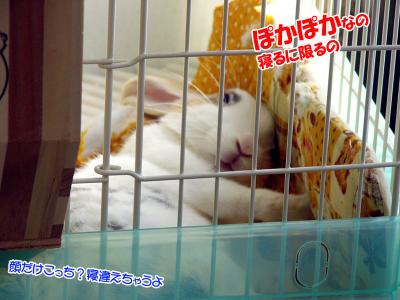 ぷりんお昼寝