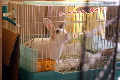 ぷりんおーい！