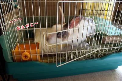 ぷりんケージ出る