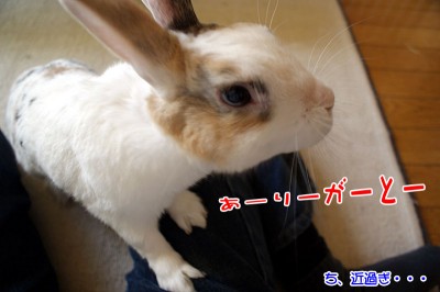 ぷりんありがとー