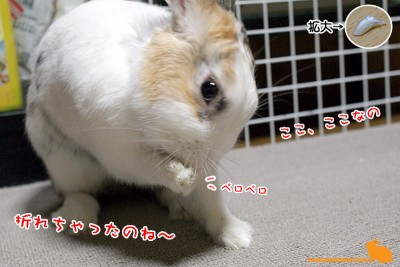 折れちゃったのね~ 折れちゃったのね~
