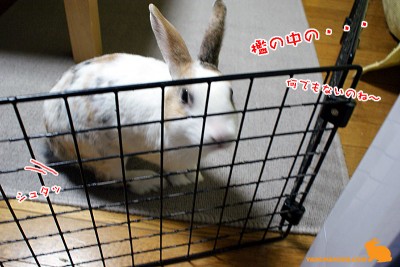 檻の中の・・・
