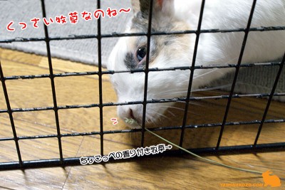 くっさい牧草